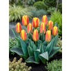 Tulipan niski czerwono-żółty - Greigii red-yellow - GIGA paczka! - 250 szt.