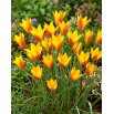 Tulipan Chrysantha Tubergen's Gem - GIGA paczka! - 250 szt.