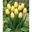 Tulipan Sweetheart - 5 szt.