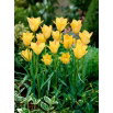 Tulipan Batalinii Bronze Charm - 5 szt.