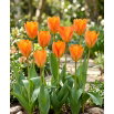 Tulipan Orange Emperor - duża paczka! - 50 szt.