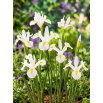 Irys holenderski - White Magic - GIGA paczka! - 500 szt.
