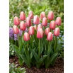 Tulipan Ollioules - 5 szt.