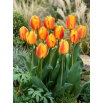 Tulipan Oxford Wonder - 5 szt.