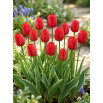 Tulipan Darwidesign - 5 szt.