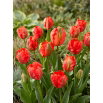 Tulipan Flower Power - 5 szt.