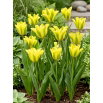 Tulipan Formosa - 5 szt.