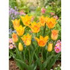 Tulipan Moonblush - duża paczka! - 50 szt.