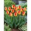 Tulipan Prins Claus - 5 szt.
