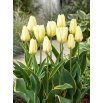 Tulipan Purissima Design - GIGA paczka - 250 szt.