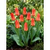 Tulipan Oriental Beauty - GIGA paczka! - 250 szt.