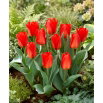 Tulipan Princeps - duża paczka! - 50 szt.