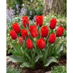 Tulipan Princesse Charmante - GIGA paczka! - 250 szt.