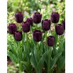 Tulipan Eduard Pelger - 5 szt.