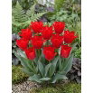 Tulipan Spring Pearl - 5 szt.