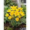Tulipan Sylvestris - 5 szt.