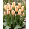Tulipan White Fire - duża paczka! - 50 szt.