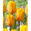 Tulipan Blushing Apeldoorn - GIGA paczka! - 250 szt.