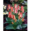 Tulipan Sylvia Warder - opak. 5 szt.