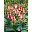 Tulipan Sylvia Warder - opak. 5 szt.