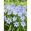 Ipheion - Ifejon - Uniflorum - GIGA paczka! - 500 szt.