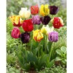 Tulipan papuzi mix - Parrot mix - GIGA paczka! - 250 szt.
