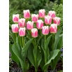Tulipan Hawaii - duża paczka! - 50 szt.
