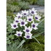Tulipan Alba Coerulea Ocul - GIGA paczka! - 250 szt.