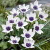 Tulipan Alba Coerulea Ocul - 5 szt.