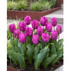 Tulipan papuzi fioletowy - Parrot purple - duża paczka! - 50 szt.