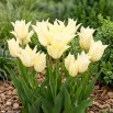 Tulipan Youkihi - 5 szt.