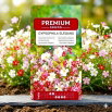 Gipsówka wytworna - kolorowa mieszanka