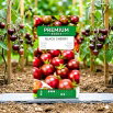 Pomidor Black cherry - wysoki