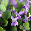 Fiołek Wonny ( Viola Odorata )