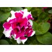 Petunia o kwiatach pełnych Bicola F2