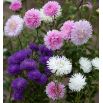 Aster chryzantemowy - mieszanka