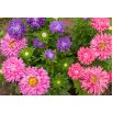 Aster chryzantemowy - mieszanka