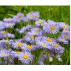 Aster tongolski