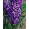 Hiacynt Purple Star - op. 3 szt.