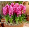 Hiacynt Pink Pearl - op. 3 szt.