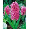 Hiacynt Pink Pearl - op. 3 szt.