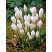 Krokus Miss Vain - 10 szt.