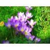 Krokus Jesienny Speciosus - 10 szt.