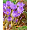 Krokus Jesienny Speciosus - 10 szt.