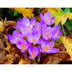 Krokus Jesienny Speciosus - 10 szt.