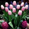 Tulipan Pink Diamond - opak. 5 szt.