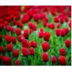 Tulipan Spring Song - opak. 5 szt.