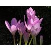 Zimowit - Lilac Wonder