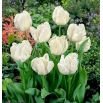 Tulipan White Parrot - opak. 5 szt.