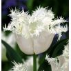 Tulipan Swan Wings  opak. 5 szt.
